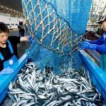 Evaluation of the seafood industry in the first 9 months of the year and prospects for Q4/2022