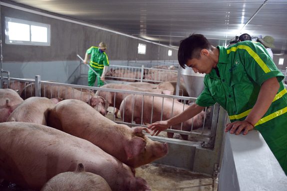 Image 6: African swine fever has been controlled in Vietnam