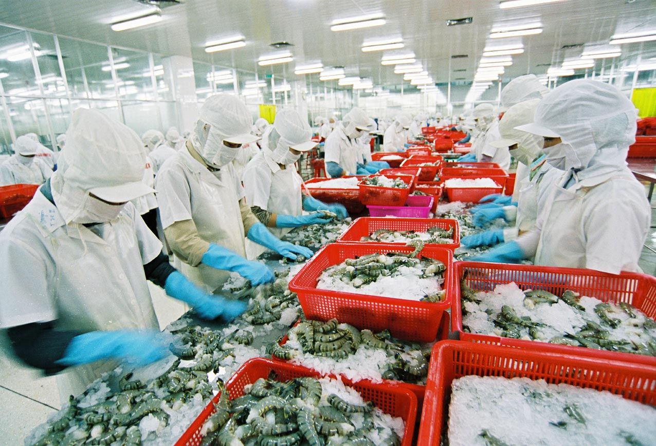 Hình 5: Nhu cầu tiêu thụ tôm giảm và nguồn cung trên thế giới tăng đặc biệt là từ Ecuador và Ấn Độ.
