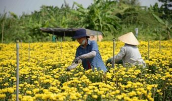 nha-vuon-giam-san-luong-hoa-phuc-vu-vu-hoa-tet-2024