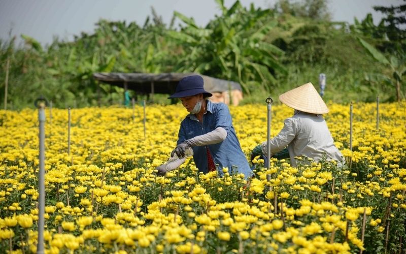 nha-vuon-giam-san-luong-hoa-phuc-vu-vu-hoa-tet-2024