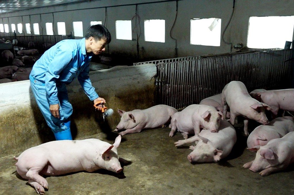 nganh-chan-nuoi-dan-lon-va-gia-cam-tang-truong-kha-dan-trau-bo-co-xu-huong-sut-giam-nam-2024-3