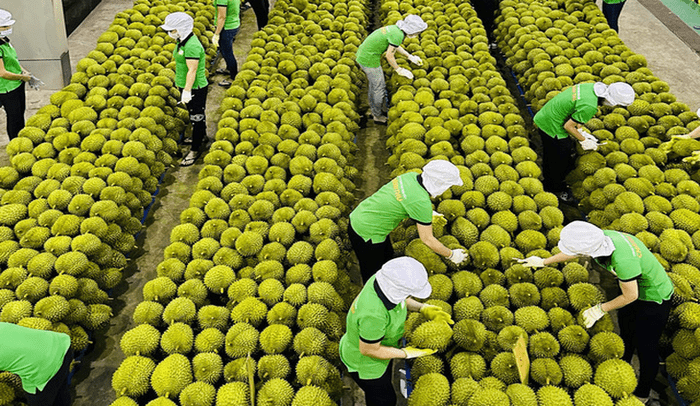 sau-rieng-viet-nam-gap-thach-thuc-lon-ngay-sau-su-bung-no-xuat-khau-nua-dau-nam-2024