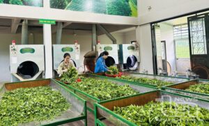 nganh-che-viet-2025-thach-thuc-va-gia-tri