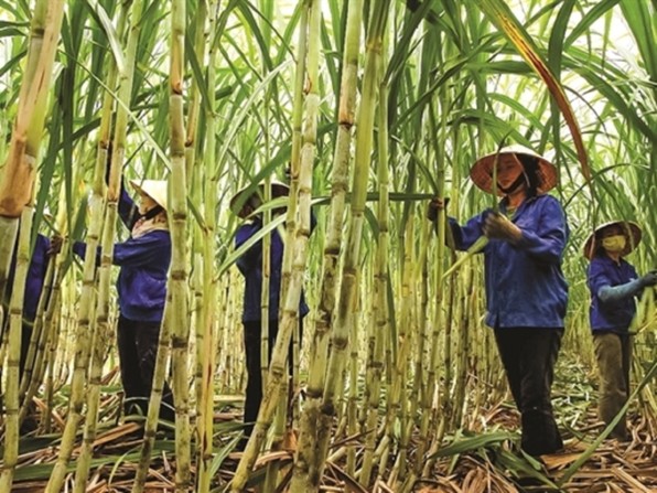 bao-cao-nganh-duong-viet-nam-q1-2026